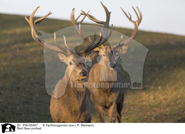 Rothirsche Portrait / Red Deer portrait / PW-05067
