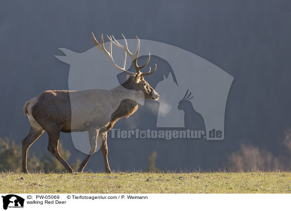 laufender Rothirsch / walking Red Deer / PW-05069