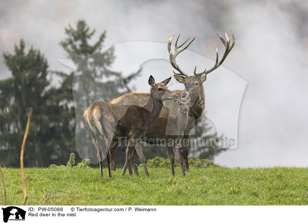 Rothirsche im Nebel / Red deer in the mist / PW-05088