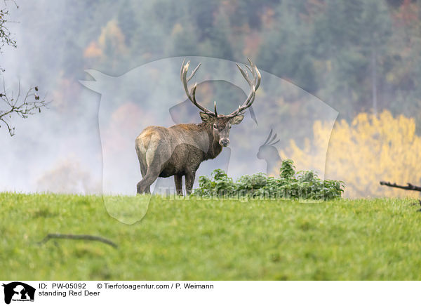 stehender Rothirsch / standing Red Deer / PW-05092