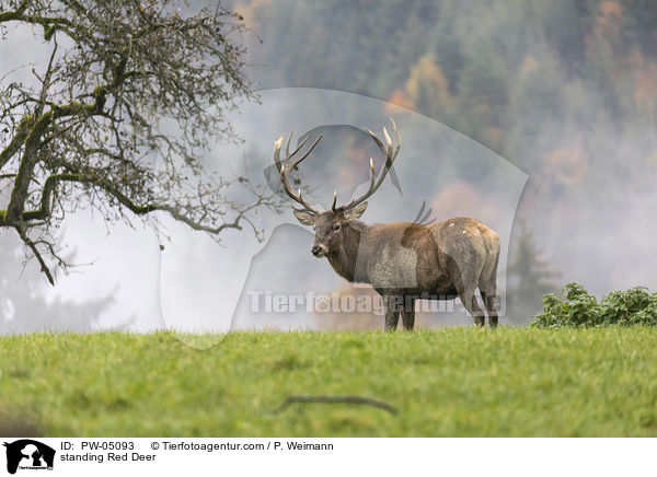 stehender Rothirsch / standing Red Deer / PW-05093