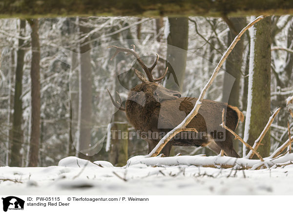 stehender Rothirsch / standing Red Deer / PW-05115