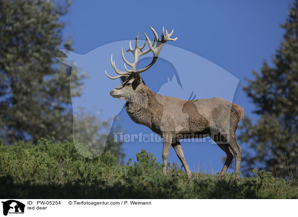 Rothirsch / red deer / PW-05254