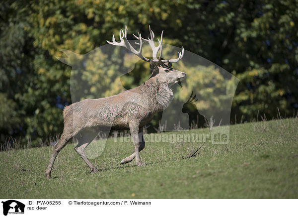 Rothirsch / red deer / PW-05255