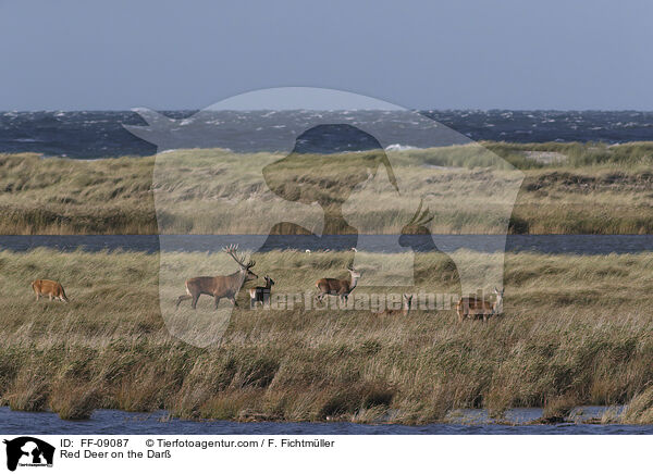 Rothirsche auf dem Dar / Red Deer on the Dar / FF-09087