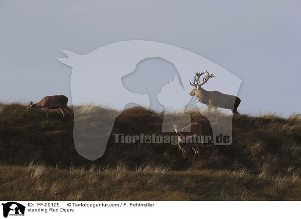 stehende Rothirsche / standing Red Deers / FF-09105