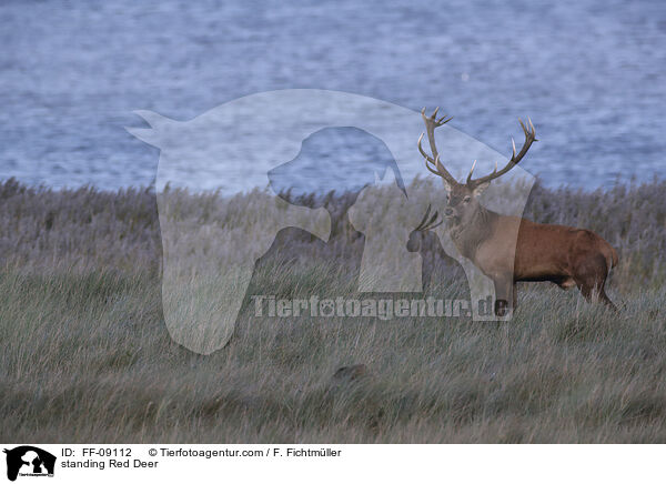 stehender Rothirsch / standing Red Deer / FF-09112