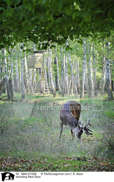 standing Red Deer / SBA-01089