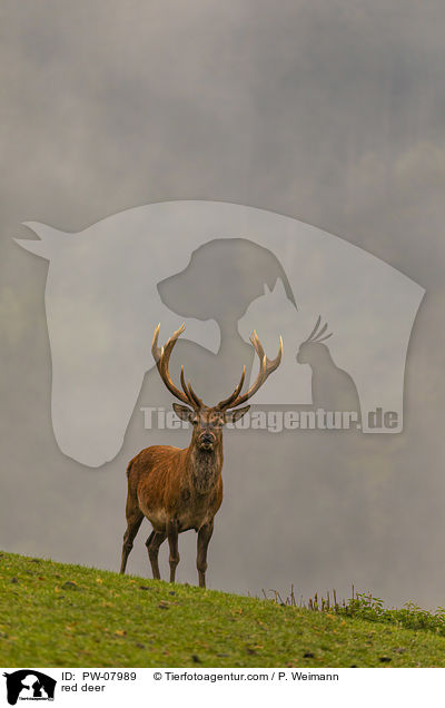 Rotwild / red deer / PW-07989