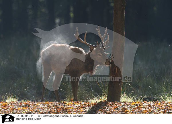 stehender Rothirsch / standing Red Deer / IG-01011