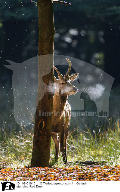 stehender Rothirsch / standing Red Deer / IG-01015