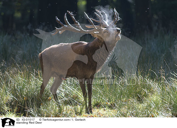 stehender Rothirsch / standing Red Deer / IG-01017