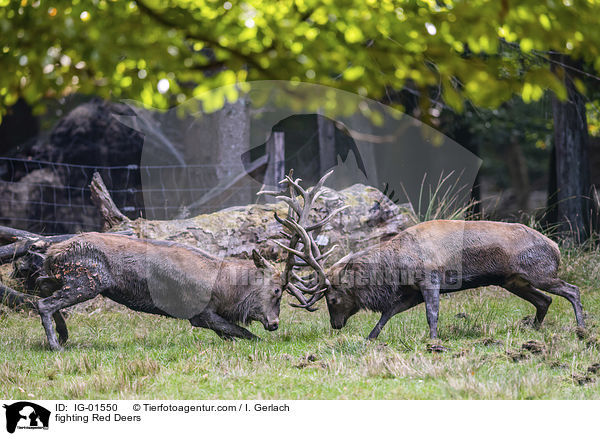 kmpfende Rothirsche / fighting Red Deers / IG-01550