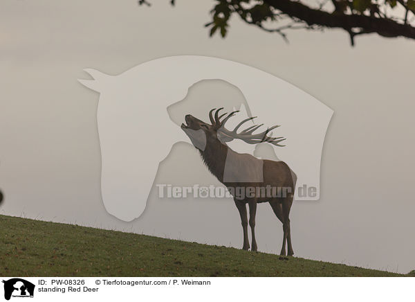 stehender Rothirsch / standing Red Deer / PW-08326