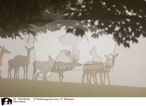 Rotwild / Red Deers / PW-08330