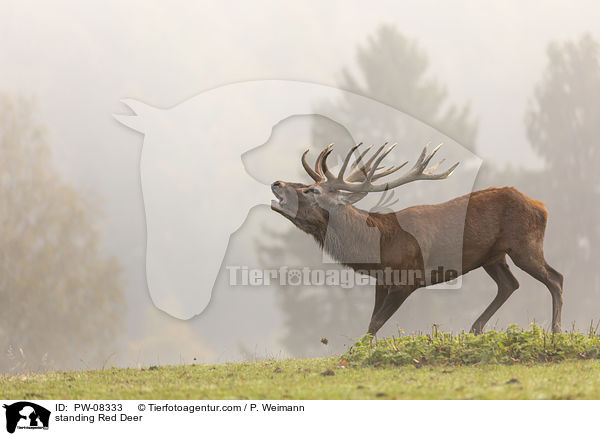stehender Rothirsch / standing Red Deer / PW-08333