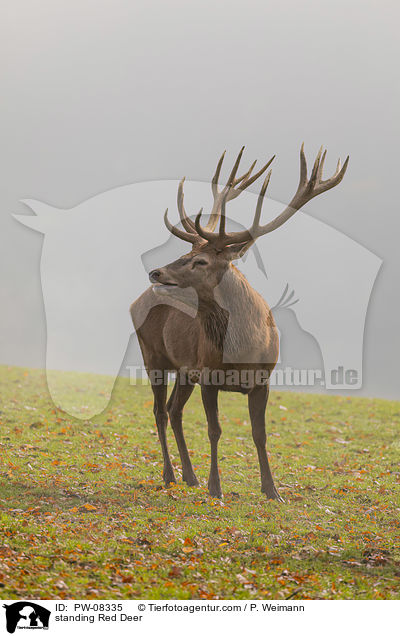 stehender Rothirsch / standing Red Deer / PW-08335
