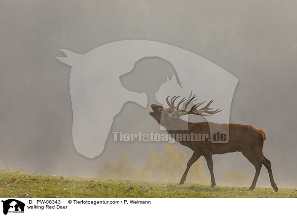 laufender Rothirsch / walking Red Deer / PW-08343