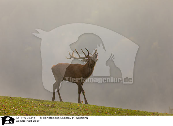 laufender Rothirsch / walking Red Deer / PW-08346