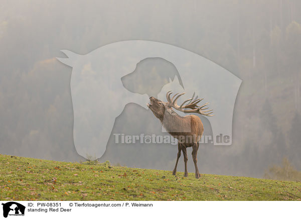 stehender Rothirsch / standing Red Deer / PW-08351