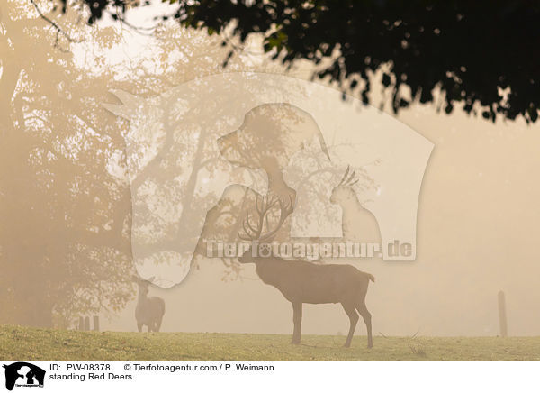 stehendes Rotwild / standing Red Deers / PW-08378