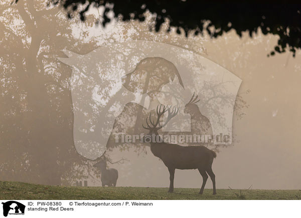 stehendes Rotwild / standing Red Deers / PW-08380