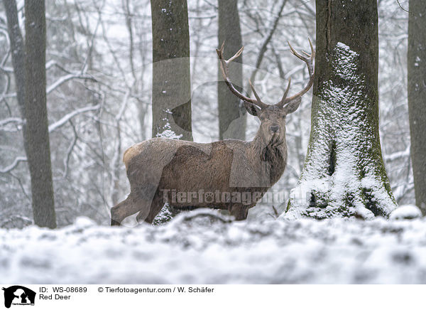 Rotwild / Red Deer / WS-08689