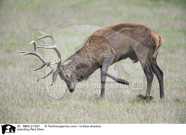 stehendes Rotwild / standing Red Deer / MBS-21287
