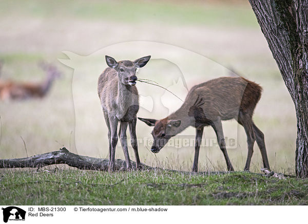 Rotwild / Red Deers / MBS-21300
