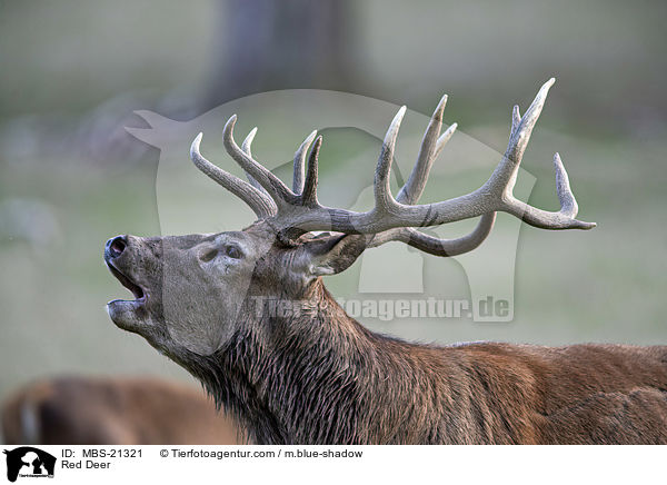 Rotwild / Red Deer / MBS-21321