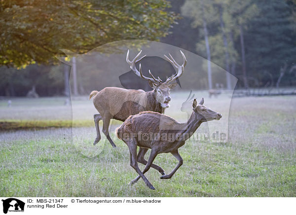 rennendes Rotwild / running Red Deer / MBS-21347
