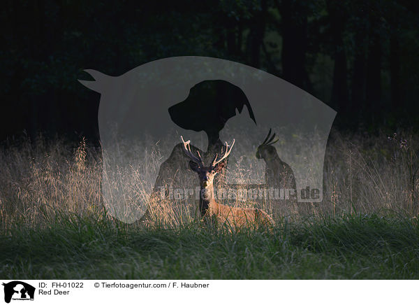 Rothirsch / Red Deer / FH-01022