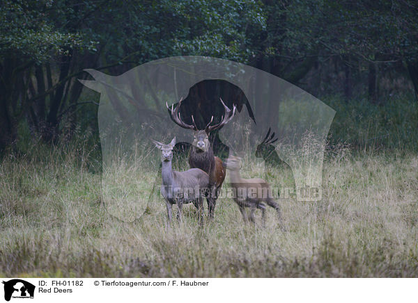 Rotwild / Red Deers / FH-01182