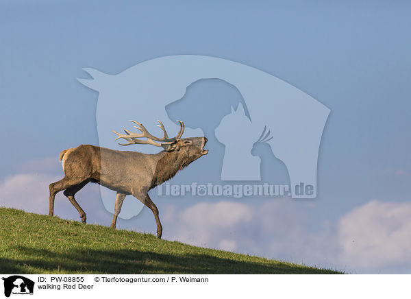 laufendes Rotwild / walking Red Deer / PW-08855