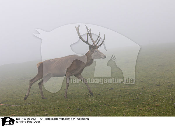 rennendes Rotwild / running Red Deer / PW-08863