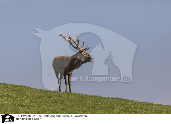 stehendes Rotwild / standing Red Deer / PW-09092