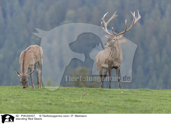 stehendes Rotwild / standing Red Deers / PW-09307