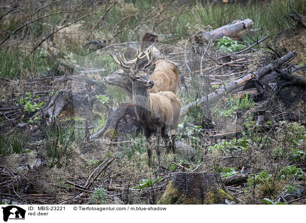Rotwild / red deer / MBS-23221