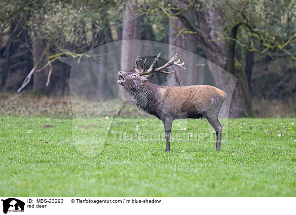 Rotwild / red deer / MBS-23293