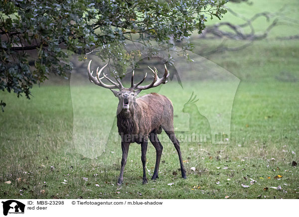 Rotwild / red deer / MBS-23298