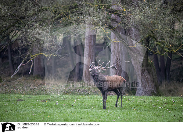 Rotwild / red deer / MBS-23318