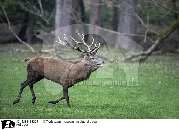 Rotwild / red deer / MBS-23327