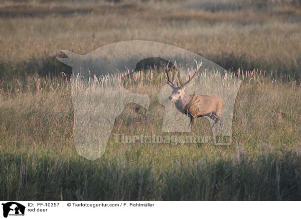 Rotwild / red deer / FF-10357