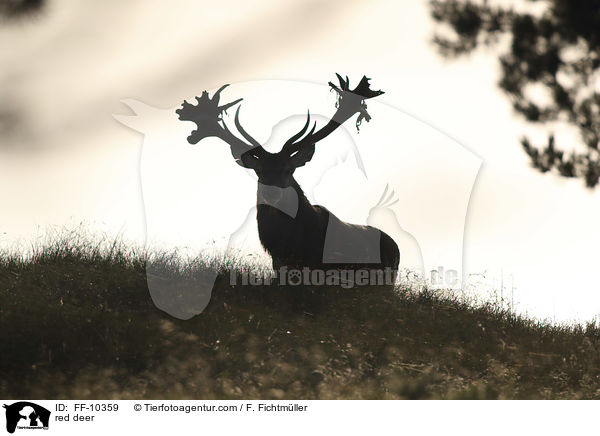 Rotwild / red deer / FF-10359