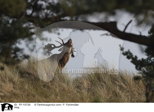 Hirschbock / stag / FF-10726