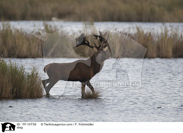 Hirschbock / stag / FF-10739