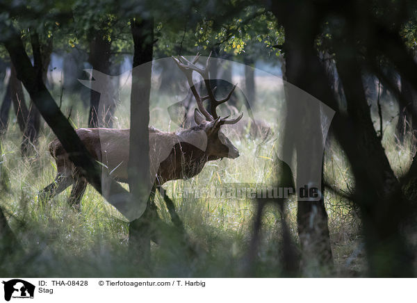 Hirschbock / Stag / THA-08428