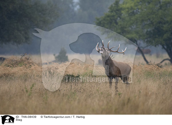 Hirschbock / Stag / THA-08439