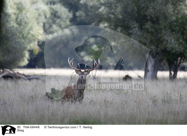 Hirschbock / Stag / THA-08448