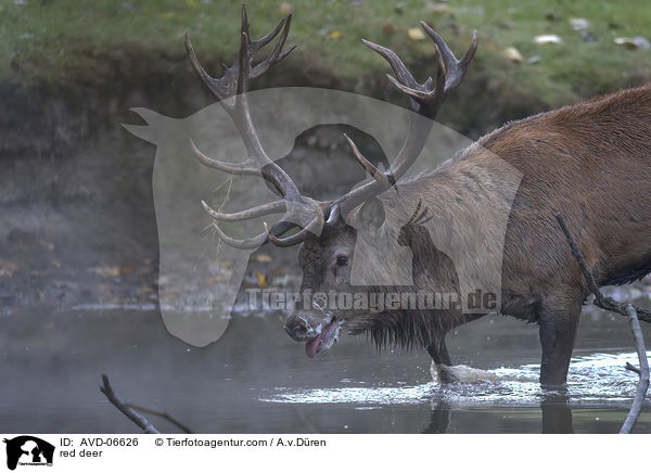 Rotwild / red deer / AVD-06626